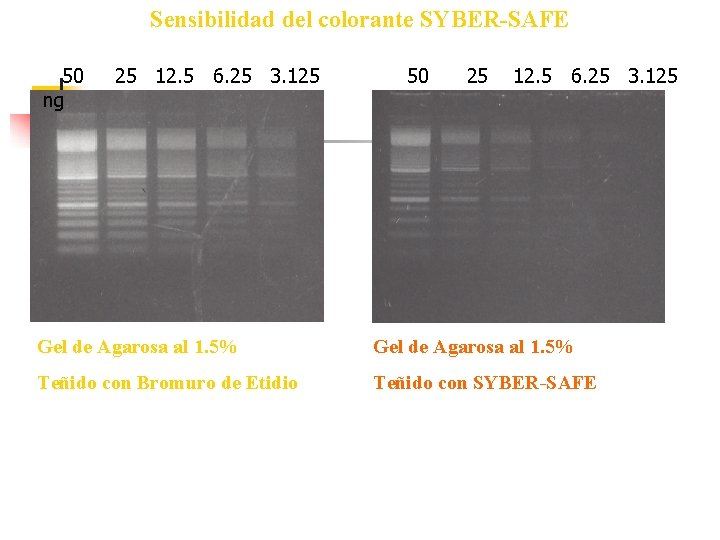 Sensibilidad del colorante SYBER-SAFE 50 ng 25 12. 5 6. 25 3. 125 50