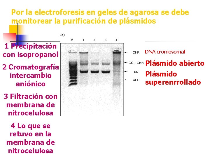 Por la electroforesis en geles de agarosa se debe monitorear la purificación de plásmidos