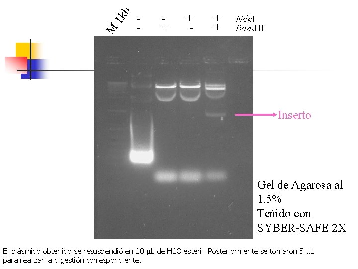 1 k b M - + + Nde. I Bam. HI Inserto Gel de