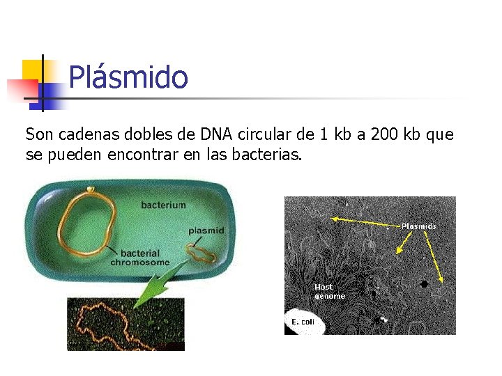 Plásmido Son cadenas dobles de DNA circular de 1 kb a 200 kb que