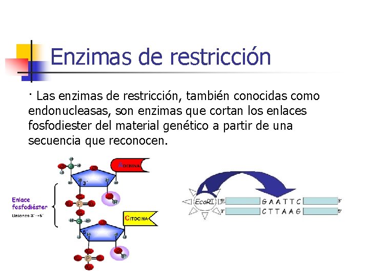 Enzimas de restricción · Las enzimas de restricción, también conocidas como endonucleasas, son enzimas