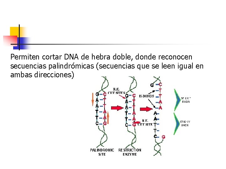 Permiten cortar DNA de hebra doble, donde reconocen secuencias palindrómicas (secuencias que se leen