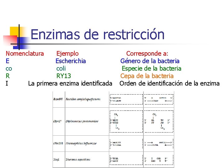 Enzimas de restricción Nomenclatura Ejemplo E Escherichia co coli R RY 13 I La