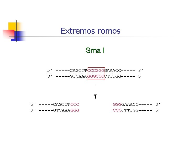 Extremos romos 