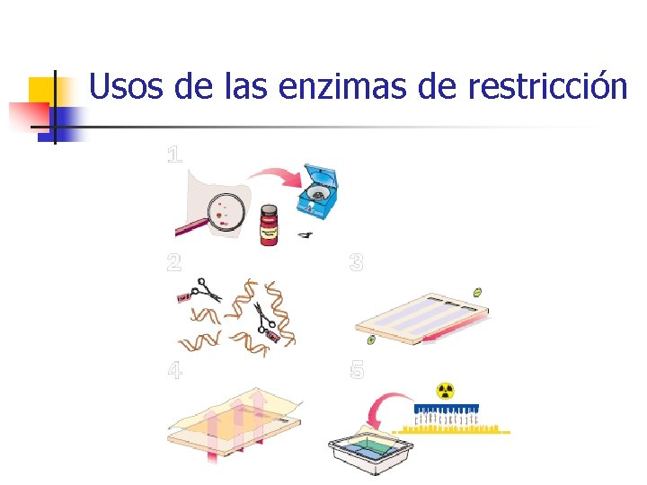 Usos de las enzimas de restricción 