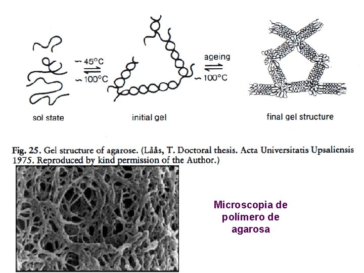 Microscopia de polímero de agarosa 