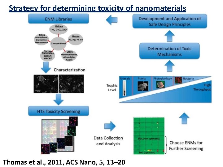 Strategy for determining toxicity of nanomaterials Thomas et al. , 2011, ACS Nano, 5,