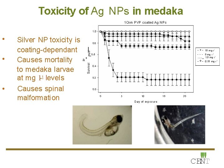 Toxicity of Ag NPs in medaka 1 Onm PVP coated Ag NPs • •