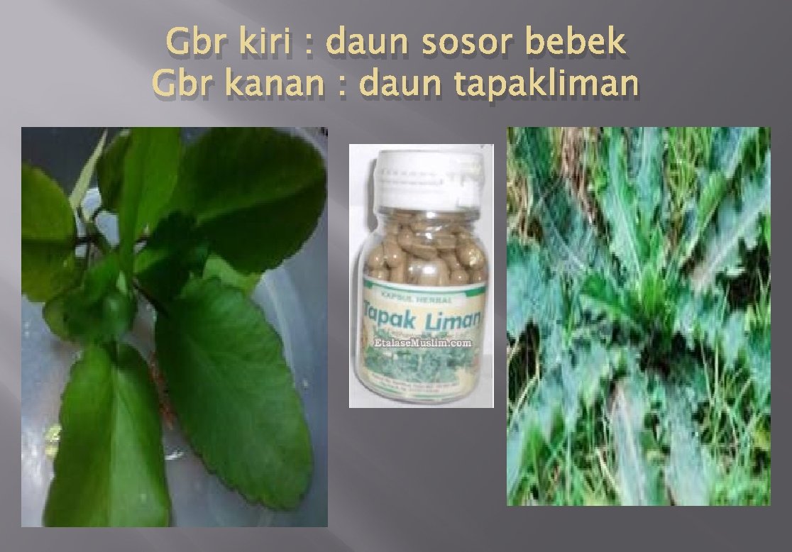 Gbr kiri : daun sosor bebek Gbr kanan : daun tapakliman 