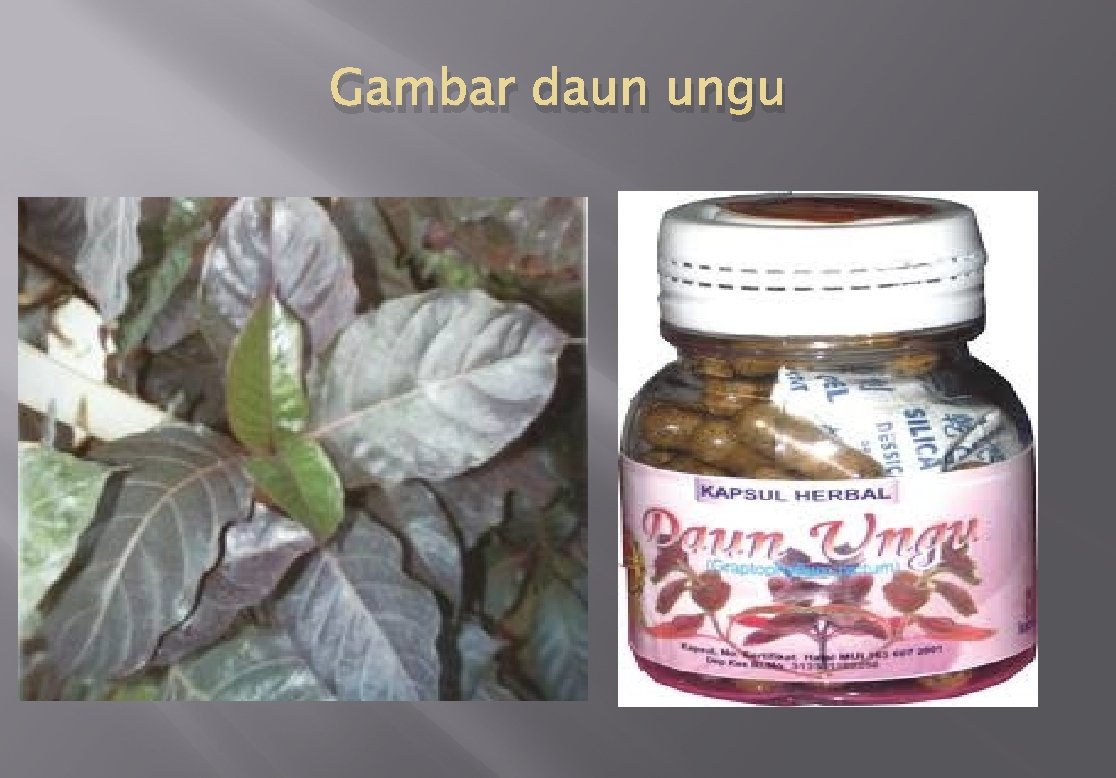 Gambar daun ungu 