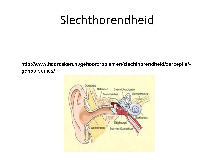 Slechthorendheid http: //www. hoorzaken. nl/gehoorproblemen/slechthorendheid/perceptiefgehoorverlies/ 