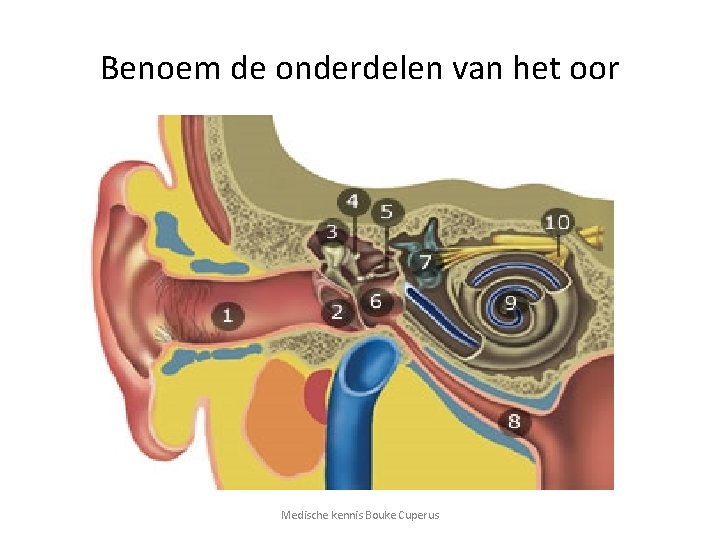 Benoem de onderdelen van het oor Medische kennis Bouke Cuperus 