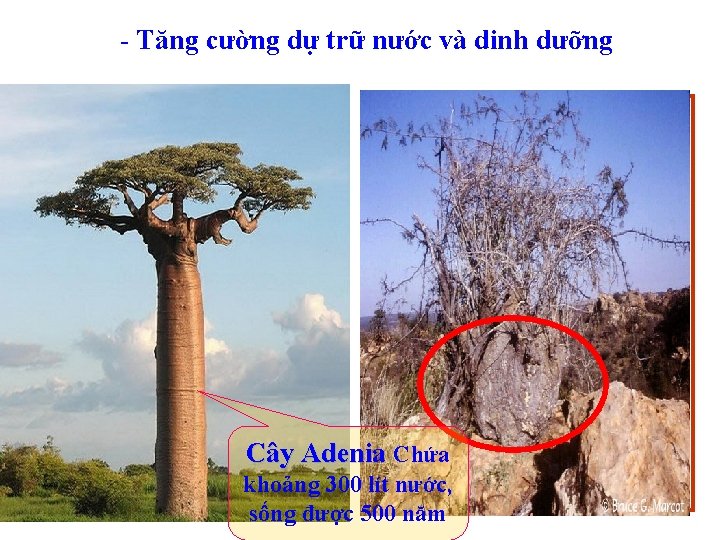 - Tăng cường dự trữ nước và dinh dưỡng Cây Adenia Chứa khoảng 300 - Tăng cường dự trữ nước và dinh dưỡng Cây Adenia Chứa khoảng 300