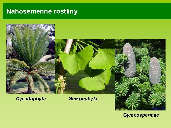 Nahosemenné rostliny Cycadophyta Ginkgophyta Gymnospermae 