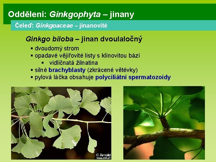 Oddělení: Ginkgophyta – jinany Čeleď: Ginkgoaceae – jinanovité Ginkgo biloba – jinan dvoulaločný §