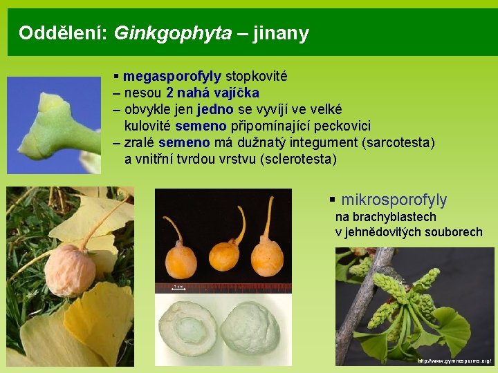 Oddělení: Ginkgophyta – jinany § megasporofyly stopkovité – nesou 2 nahá vajíčka – obvykle
