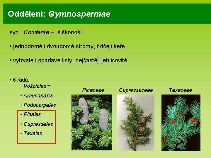 Oddělení: Gymnospermae syn. : Coniferae – „šiškonoši“ • jednodomé i dvoudomé stromy, řidčeji keře