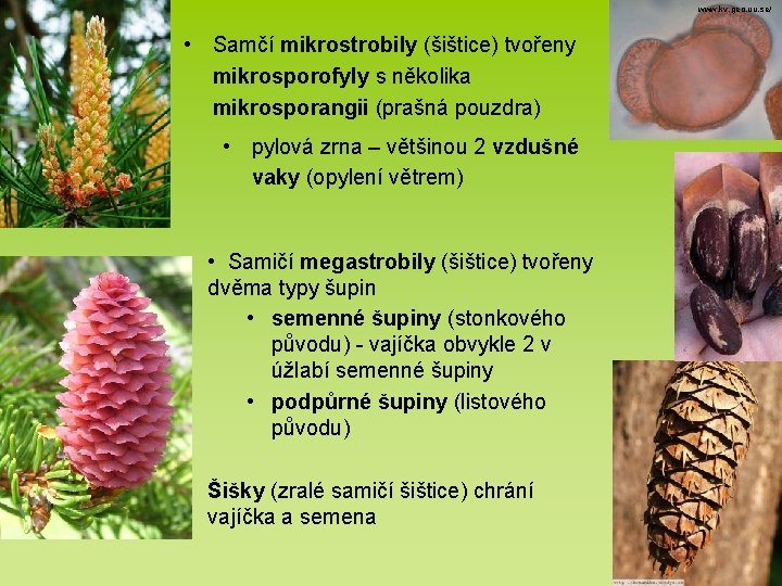 www. kv. geo. uu. se/ • Samčí mikrostrobily (šištice) tvořeny mikrosporofyly s několika mikrosporangii