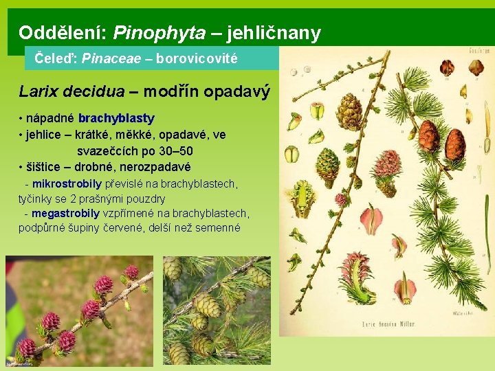 Oddělení: Pinophyta – jehličnany Čeleď: Pinaceae – borovicovité Larix decidua – modřín opadavý •