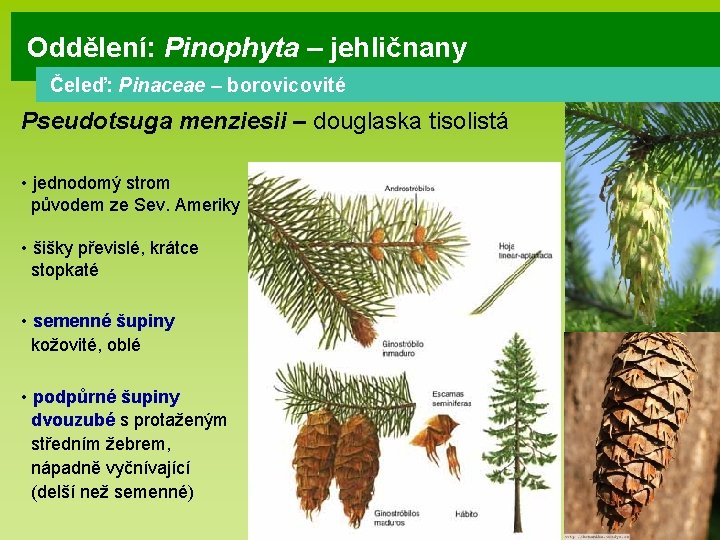 Oddělení: Pinophyta – jehličnany Čeleď: Pinaceae – borovicovité Pseudotsuga menziesii – douglaska tisolistá •