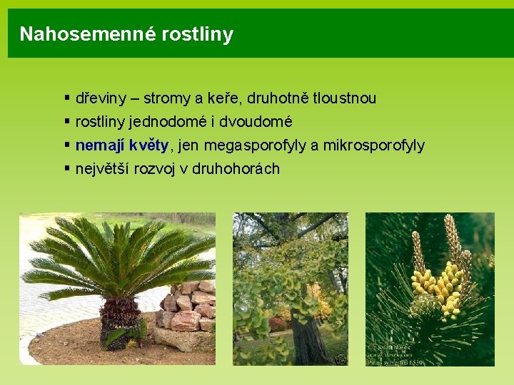 Nahosemenné rostliny § dřeviny – stromy a keře, druhotně tloustnou § rostliny jednodomé i