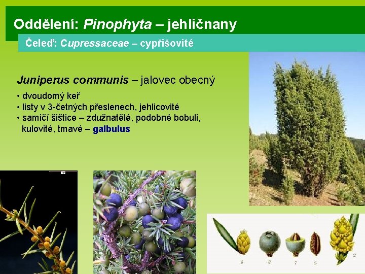 Oddělení: Pinophyta – jehličnany Čeleď: Cupressaceae – cypřišovité Juniperus communis – jalovec obecný •