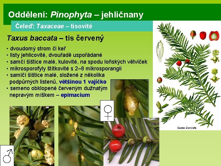 Oddělení: Pinophyta – jehličnany Čeleď: Taxaceae – tisovité Taxus baccata – tis červený •
