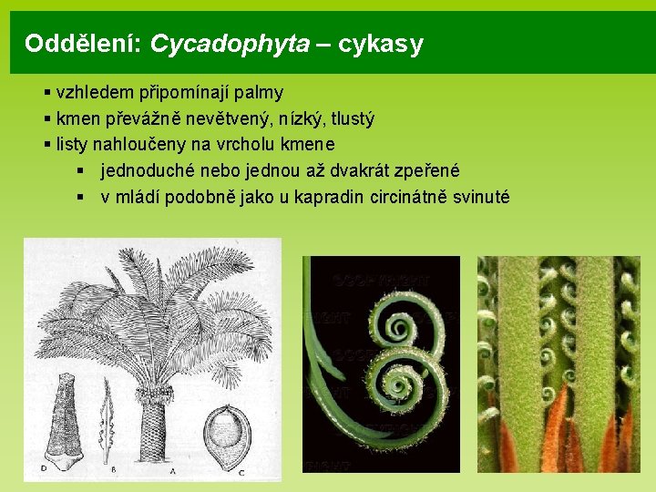 Oddělení: Cycadophyta – cykasy § vzhledem připomínají palmy § kmen převážně nevětvený, nízký, tlustý