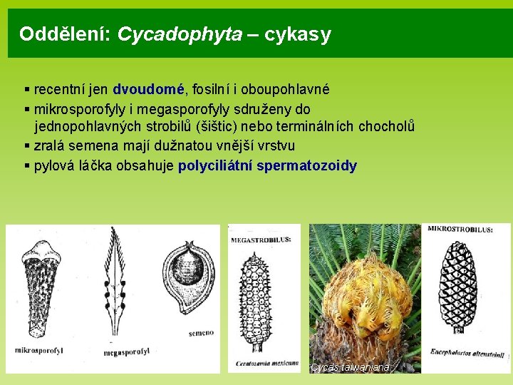 Oddělení: Cycadophyta – cykasy § recentní jen dvoudomé, fosilní i oboupohlavné § mikrosporofyly i