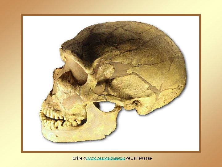 Crâne d'Homo neanderthalensis de La Ferrassie 