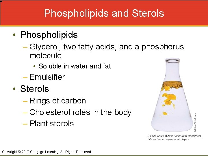 Phospholipids and Sterols • Phospholipids – Glycerol, two fatty acids, and a phosphorus molecule