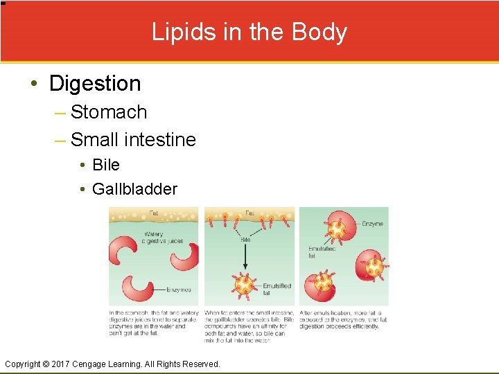 Lipids in the Body • Digestion – Stomach – Small intestine • Bile •