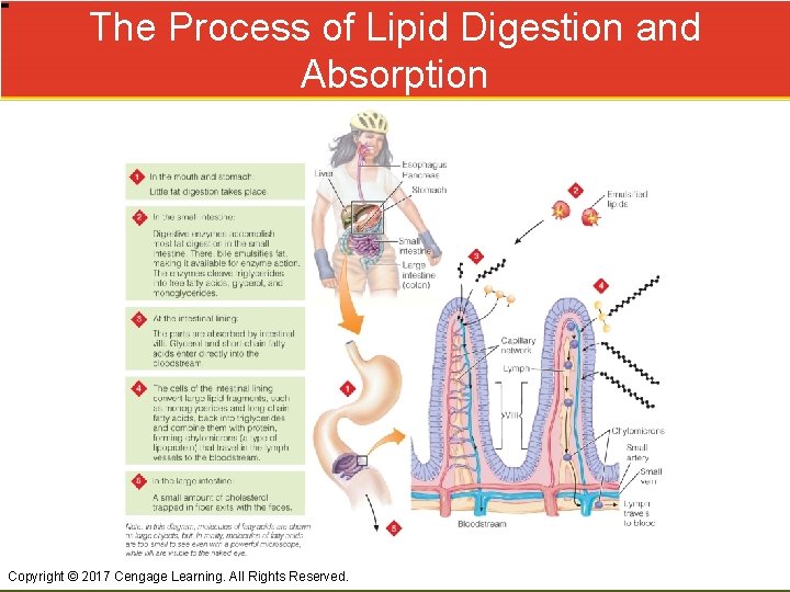 The Process of Lipid Digestion and Absorption Copyright © 2017 Cengage Learning. All Rights