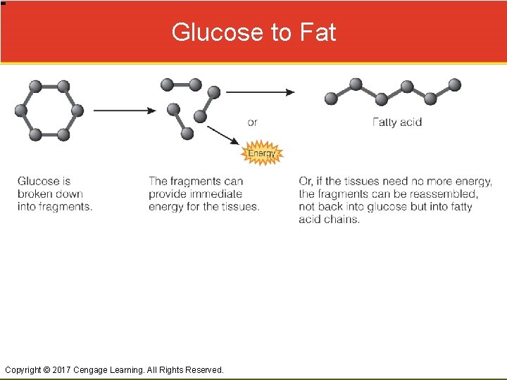 Glucose to Fat Copyright © 2017 Cengage Learning. All Rights Reserved. 