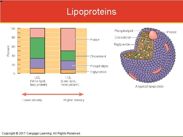 Lipoproteins Copyright © 2017 Cengage Learning. All Rights Reserved. 