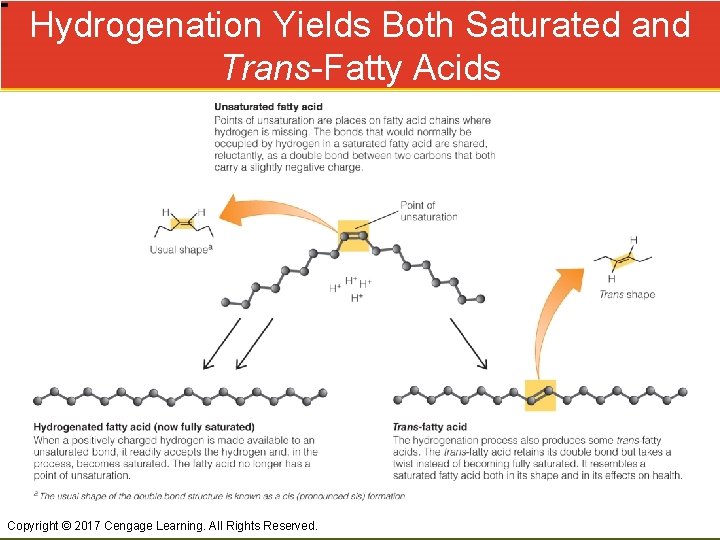 Hydrogenation Yields Both Saturated and Trans-Fatty Acids Copyright © 2017 Cengage Learning. All Rights
