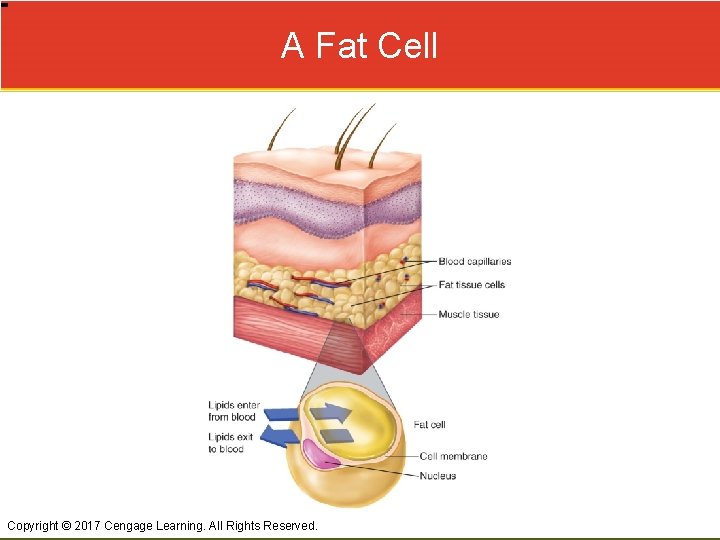 A Fat Cell Copyright © 2017 Cengage Learning. All Rights Reserved. 