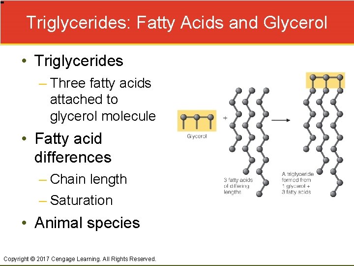 Triglycerides: Fatty Acids and Glycerol • Triglycerides – Three fatty acids attached to glycerol