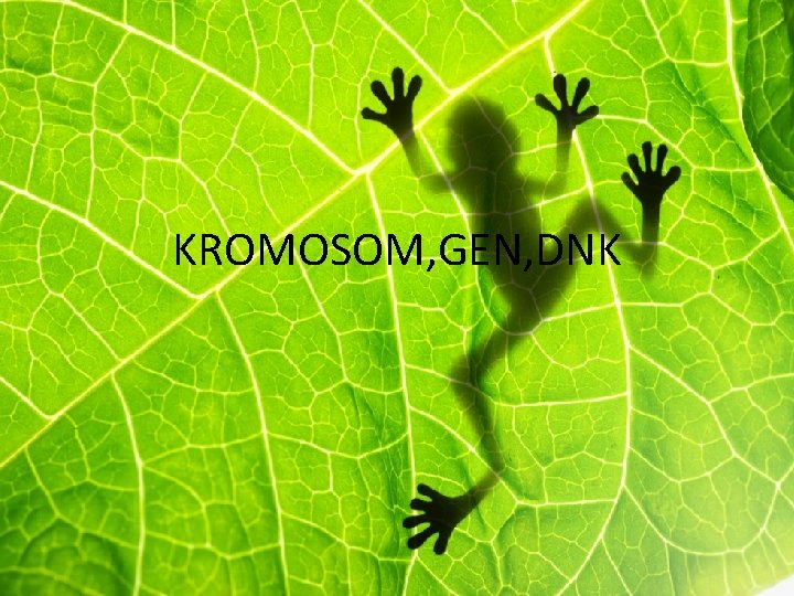 KROMOSOM, GEN, DNK 