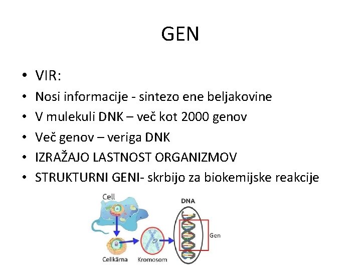 GEN • VIR: • • • Nosi informacije - sintezo ene beljakovine V mulekuli