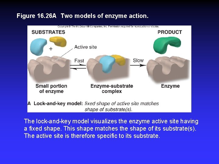 Figure 16. 26 A Two models of enzyme action. The lock-and-key model visualizes the