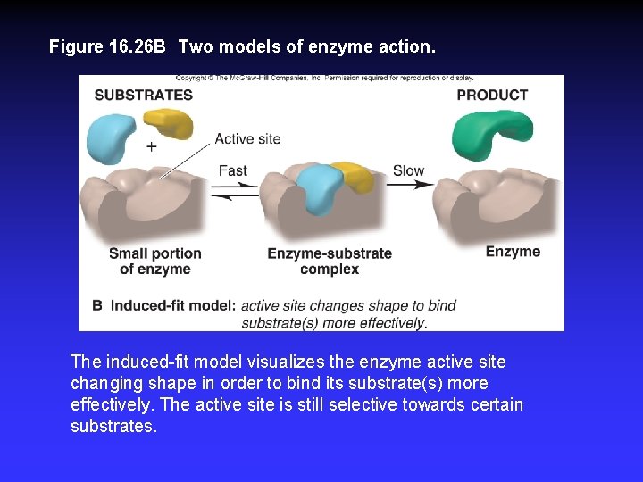 Figure 16. 26 B Two models of enzyme action. The induced-fit model visualizes the