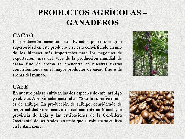 PRODUCTOS AGRÍCOLAS – GANADEROS CACAO La producción cacaotera del Ecuador posee una gran superioridad