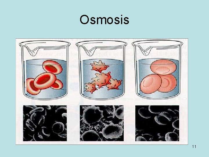 Osmosis 11 