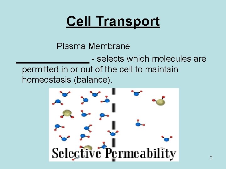 Cell Transport Plasma Membrane ________ - selects which molecules are permitted in or out