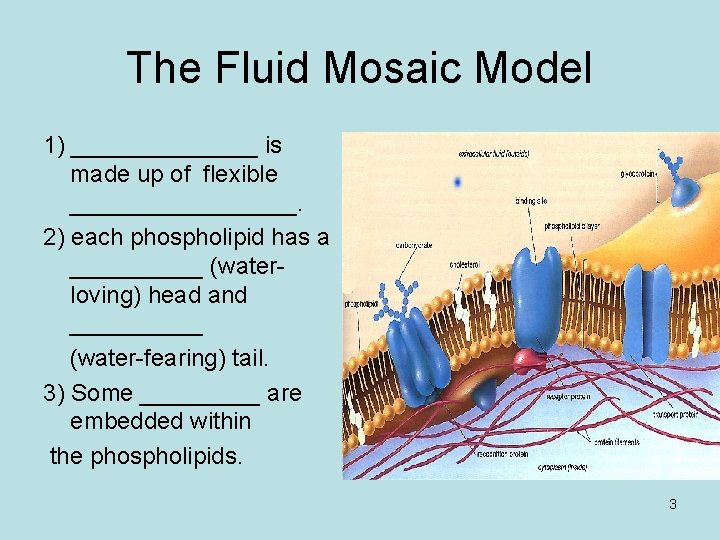 The Fluid Mosaic Model 1) _______ is made up of flexible _________. 2) each
