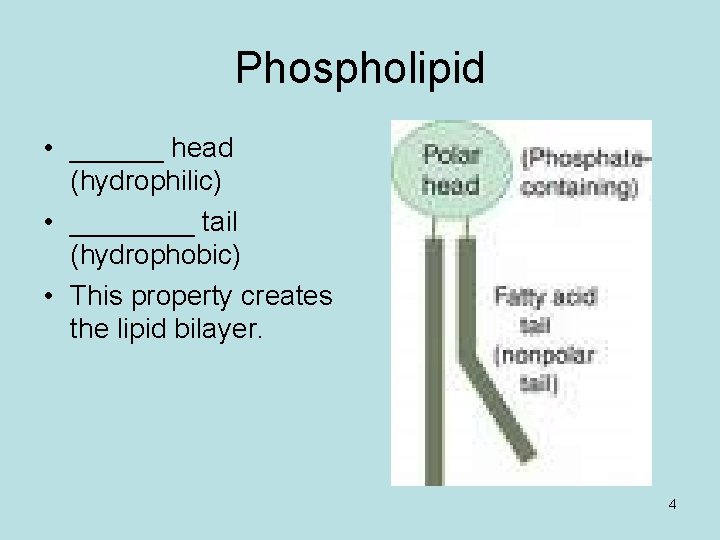 Phospholipid • ______ head (hydrophilic) • ____ tail (hydrophobic) • This property creates the