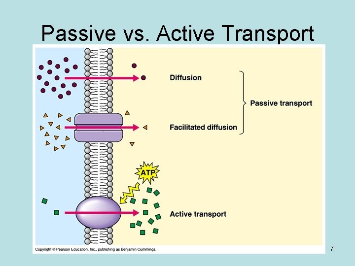 Passive vs. Active Transport 7 