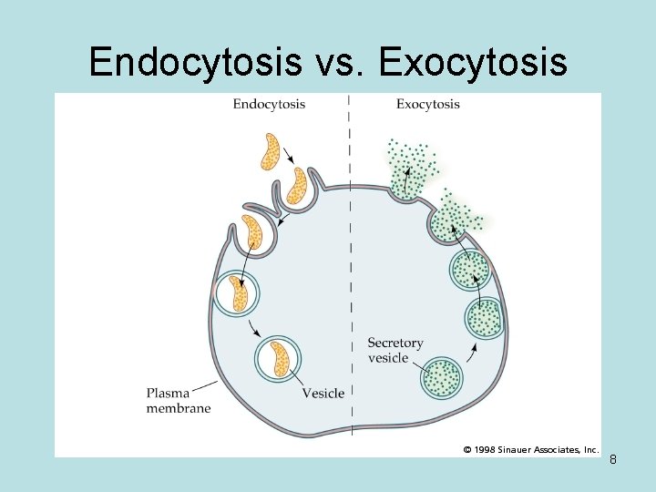 Endocytosis vs. Exocytosis 8 