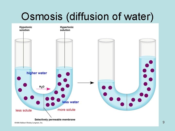 Osmosis (diffusion of water) 9 
